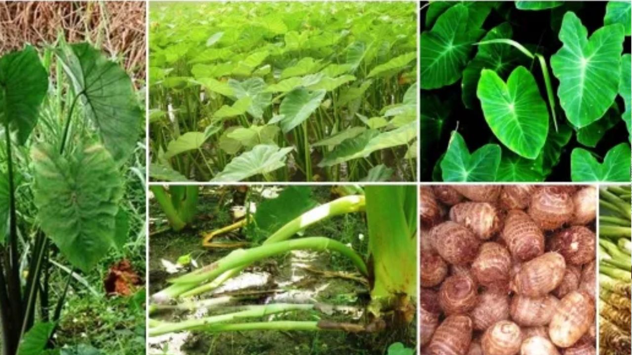 কচু খেলে গলা চুলকায়? কারণ ও সহজ করণীয়